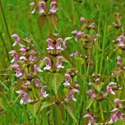 AG - Lamiaceae