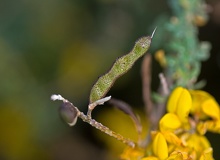 Adenocarpus-lainzii-fruto