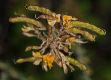Adenocarpus-lainzii-frutos