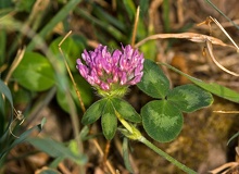 Trifolium-pratense-flores-hojas
