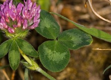 Trifolium-pratense-flores-nervios