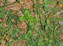 Trifolium-pratense-flores-planta