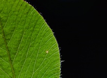 Trifolium-pratense-nervios