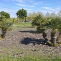 Palmera arbustiva