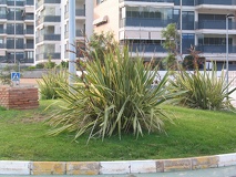 Phormium tenax