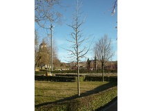 Liquidambar tronco central