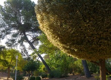 Ulmus umbraculifera