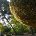 Ulmus umbraculifera
