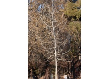 Liquidambar