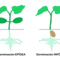 Germinacion_epigea_hipogea.jpg