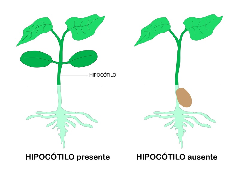 Hipocotilo_presencia.jpg