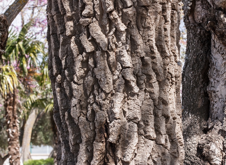 Populus alba tronco