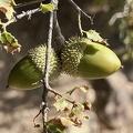 Quercus coccifera frutos