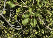 Quercus coccifera margen espinoso