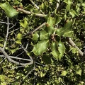 Quercus coccifera margen espinoso