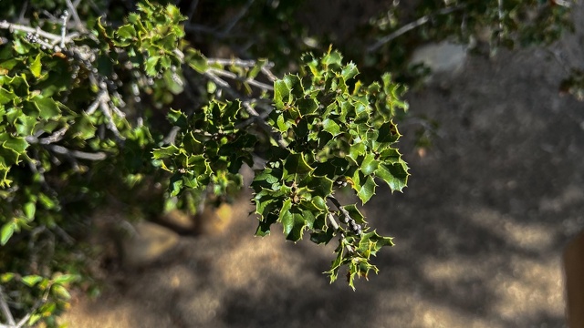 Quercus coccifera ramillas