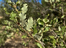 Quercus faginea enves
