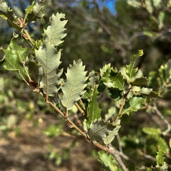 A - Quercus faginea