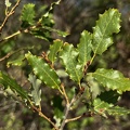 Quercus faginea haz