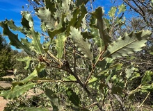 Quercus faginea ramilla