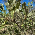 Quercus faginea ramilla