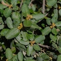 Quercus ilex flor h