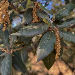 A - Quercus ilex