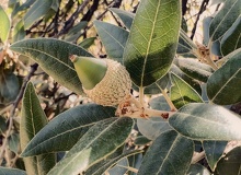 Quercus ilex fruto
