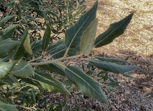 Quercus ilex hojas