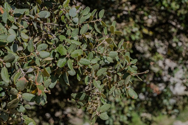 Quercus ilex ilex hojas