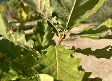 Quercus petraea brote