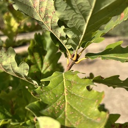A - Quercus petraea