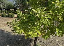 Quercus petraea copa