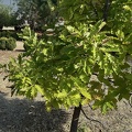 Quercus petraea copa