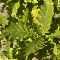 Quercus petraea hoja
