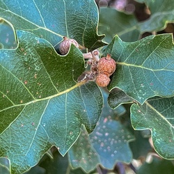 A - Quercus pubescens