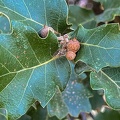 Quercus pubescens brote frutos