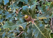 Quercus pubescens fruto