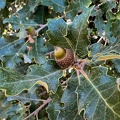 Quercus pubescens fruto