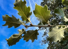 Quercus pubescens nerviaduras