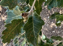 Quercus pubescens ramilla