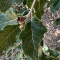 Quercus pubescens ramilla