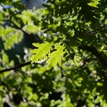 Quercus pyrenaica forma hoja