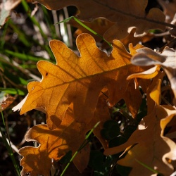 A - Quercus pyrenaica