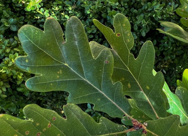 Quercus pyrenaica hojas