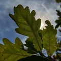 Quercus pyrenaica nervios