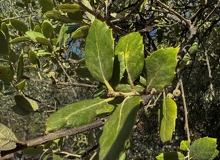 Quercus suber brote