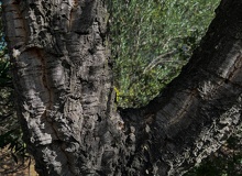 Quercus suber corteza