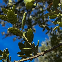 A - Quercus suber