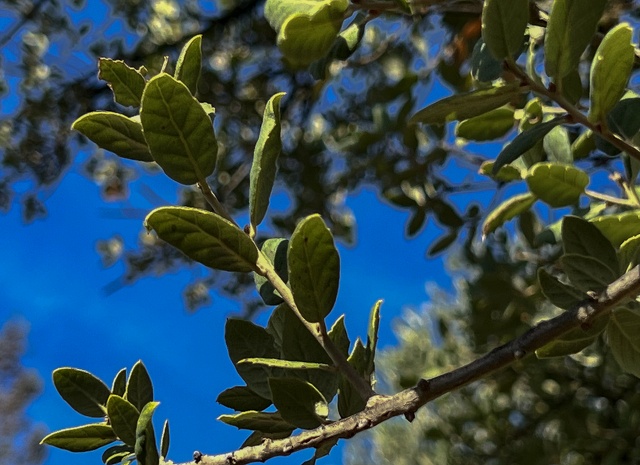 Quercus suber enves